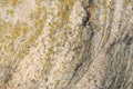 Stone background wall with crustose lichen texture Royalty Free Stock Photo