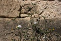 Stone backgrounds with flowers