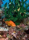 Stone bass Serranidae swims around coral. Underwater macro photography, Philippines