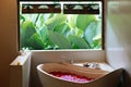 Stone bath tub with heart shaped flower petals near window with jungle view. Organic spa relaxation in luxury Bali bathroom Royalty Free Stock Photo