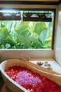 Stone bath tub with heart shaped flower petals near window with jungle view. Organic spa relaxation in luxury Bali Royalty Free Stock Photo