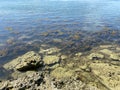 Stone Beach Covered with Brown Seaweed Royalty Free Stock Photo