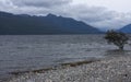 Stone beach with a lonely tree growing in a lake with montains in the background in Fiordland in New Zealand