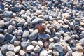 Stone Beach. Round brown seeds on stones Background, texture Royalty Free Stock Photo