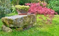 Stone bench and maple in a garden