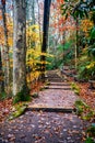 Stone bench in the middle of nature in a rainy autumn landscape. Autumn wet forest Royalty Free Stock Photo