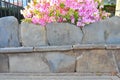 George Tabor Azalea southern indica blooms in Early Spring