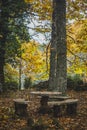Stone benches in the middle of the forest Royalty Free Stock Photo