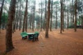 Stone benches and tables in larch forest with sunlight and shad Royalty Free Stock Photo