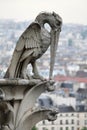 Stone bird gargoyle, Notre Dame Cathedral, Paris, France Royalty Free Stock Photo
