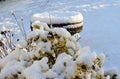 Bird bath in thick snow, with shrubs