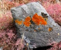 Stone block with red lichen