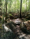 Stone blockages of the taiga. Impenetrable forest. Siberian patterns of nature, Irkutsk. Siberia