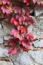 Stone blocks old wall, with leaves unpon it Royalty Free Stock Photo