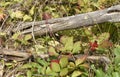 Stone bramble berry Rubus saxatilis and a dry branch in sunshi
