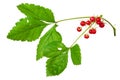 Stone Bramble (Rubus saxatilis) berry Royalty Free Stock Photo