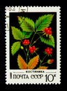 Stone Bramble - Rubus saxatilis, Wild Berries serie, circa 1982