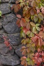 Stone brick wall with colorful autumn ivy leaves in the park. Nature abstract concept Royalty Free Stock Photo