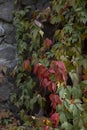 Stone brick wall with colorful autumn ivy leaves in the park. Nature abstract concept Royalty Free Stock Photo