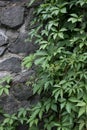 Stone brick wall with ivy leaves in the park. Royalty Free Stock Photo