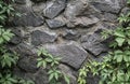 Stone brick wall with ivy leaves in the park. Nature abstract concept Royalty Free Stock Photo