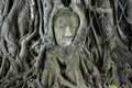 Stone budda head traped in the tree roots