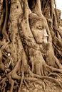 Stone budda head in the tree roots