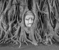 Stone Buddha head embedded in the tree roots, Ayutthaya, Thailand Royalty Free Stock Photo