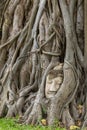 Stone Buddha Head Statue trapped in Bodhi Tree Roots in Wat Mahathat Royalty Free Stock Photo
