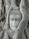 Stone Buddha head surrounded by tree roots