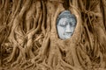 Stone Buddha head in tree roots Royalty Free Stock Photo