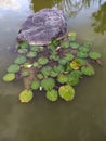 A stone in a calm lake. Una piedra en un lago calmado. Royalty Free Stock Photo