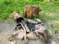Stone camp fire pit with a log or stub for sitting down . Burnt wood in a camp fire