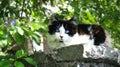 Stone cat looking at you Royalty Free Stock Photo