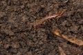 Stone Centipede - Genus Lithobius