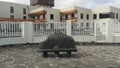 Stone chair, Playa Blanca in Fuerteventura, Canarias Royalty Free Stock Photo