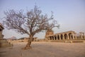 View of the alone tree at the stone chariot vijaya vithala temple main attraction at hampi, karnataka, india