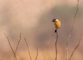 A stone chat in nature