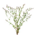 Stone clover (Trifolium arvense)