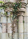 Stone columns covered with ivy Royalty Free Stock Photo