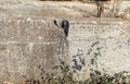 Stone columns written in ancient Greek in the open air museum of Turkey, Izmir, Ephesus. close up Royalty Free Stock Photo