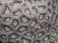 Stone Coral Royalty Free Stock Photo