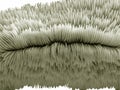 Stone coral texture Royalty Free Stock Photo