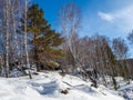 Stone covered with green moss and white snow and pine and birch tree in the forest in Altai, Russia Royalty Free Stock Photo