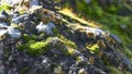 Stone covered with lichen and flowering moss in the sun Royalty Free Stock Photo