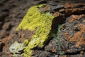 Stone covered with lichen. Stone cover ed with lichen and flowering moss in the sun.