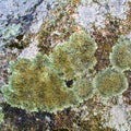 Stone, covered with mold, moss