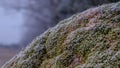 The stone is covered with moss and hoarfrost Royalty Free Stock Photo