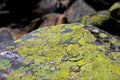 Stone covered with moss and lichen Royalty Free Stock Photo