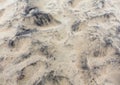 Stone covered sand, background. Royalty Free Stock Photo